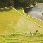 Rizières de Banaue 