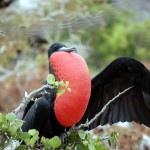 Îles Galapagos