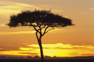 Le Masai Mara : L’Arche de Noé en pleine savane