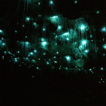 Grotte Waitomo