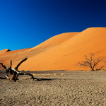 Le chemin des dunes 
