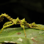 Parc National de Gunung Mulu 