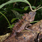 Parc National de Gunung Mulu 