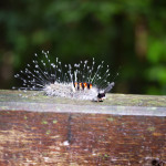 Parc National de Gunung Mulu 