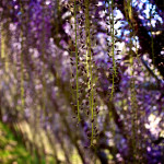Tunnel de Wisteria