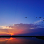 La Camargue 