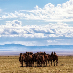 Le Désert de Gobi 