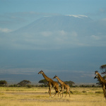 Kilimandjaro 