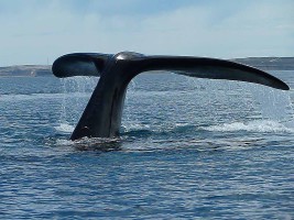 La péninsule de Valdès : le paradis des animaux marins