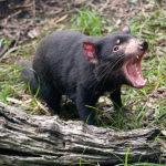 Tasmanie 