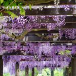 Tunnel de Wisteria