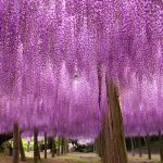 Tunnel de Wisteria