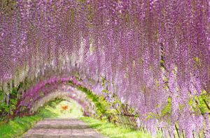 Tunnel de Wisteria: splendide balade olfactive