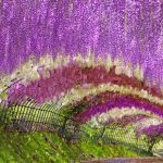 Tunnel de Wisteria