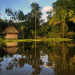 Forêt amazonienne 