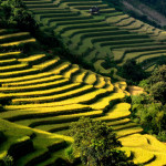 Mu Cang Chaï 