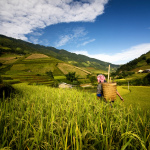 Mu Cang Chaï 