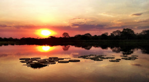 Parc du Pantanal : l’autre biodiversité d'Amérique du Sud