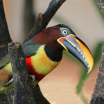 Parc du Pantanal 
