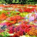 EL Caño Cristales 