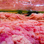 EL Caño Cristales 