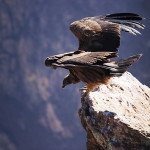 Le canyon de Colca 