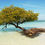 Parc de Morrocoy 
