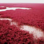 La plage rouge de Panjin 