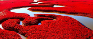 La plage rouge de Panjin : un tapis d’herbes couleur écarlate !