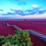 La plage rouge de Panjin 