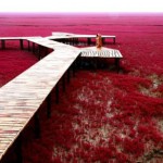 La plage rouge de Panjin 