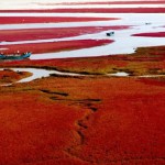 La plage rouge de Panjin 