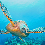 Barrière de corail du Belize 