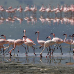 Cratère du Ngorongoro 
