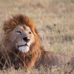 Cratère du Ngorongoro 