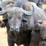 Cratère du Ngorongoro 