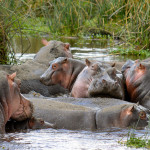 Cratère du Ngorongoro 