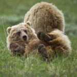 Parc de Denali 