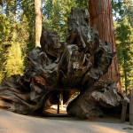 Le parc national de Sequoia 