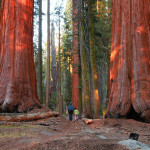 Le parc national de Sequoia 
