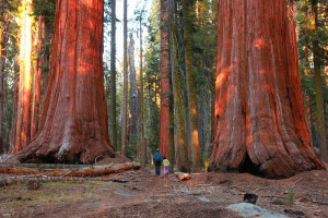 Le parc national de Sequoia : la majesté de la nature