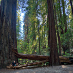 Le parc national de Sequoia 