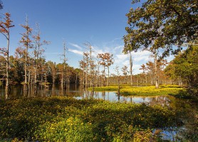 Bayous de Louisiane : la nature dans toute sa splendeur