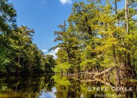 Bayous de Louisiane 