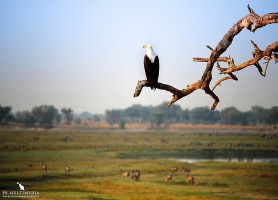 Parc national de Chobe : à la rencontre de 50 000 éléphants