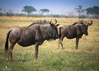 Parc national de Chobe 