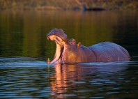 Parc national de Chobe 