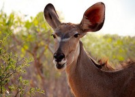 Parc national de Chobe 