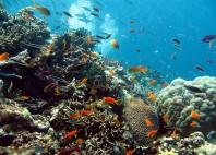 Grande barrière de corail 