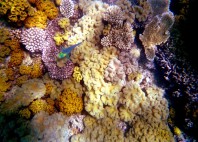 Grande barrière de corail 